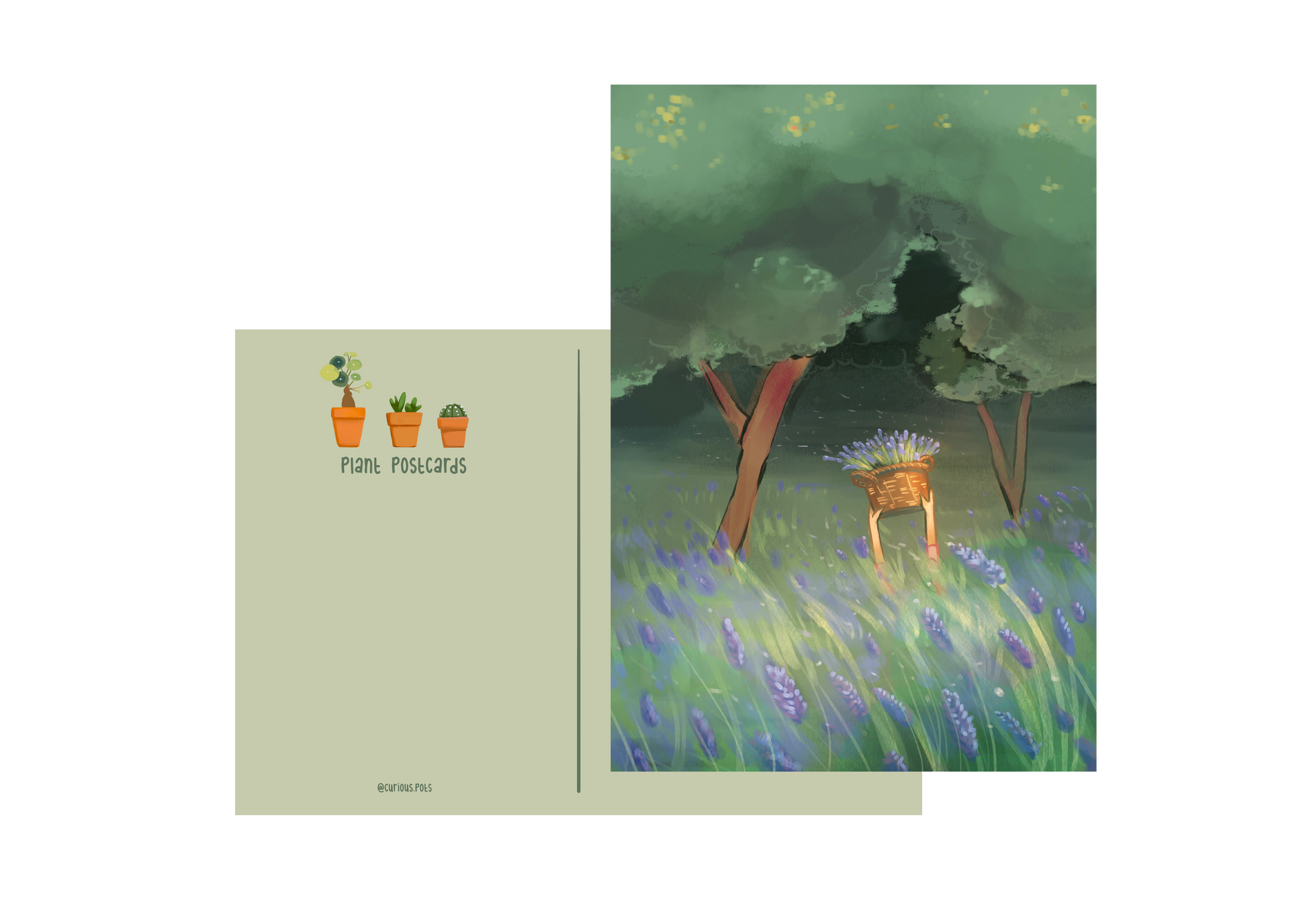 Postcard - Lavender Fields