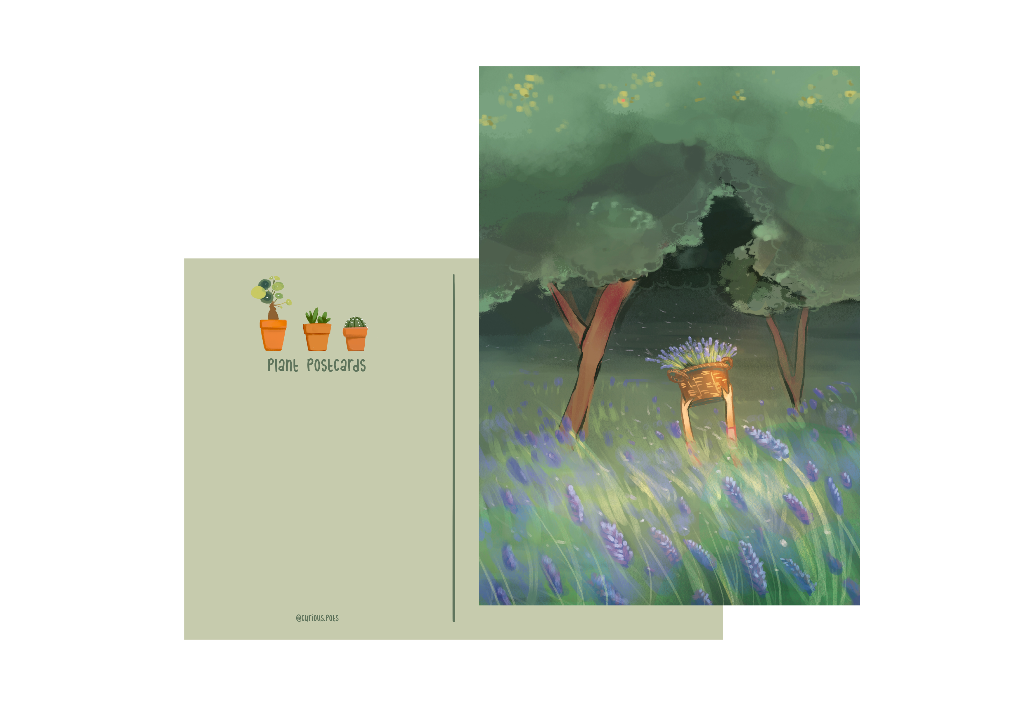 Postcard - Lavender Fields