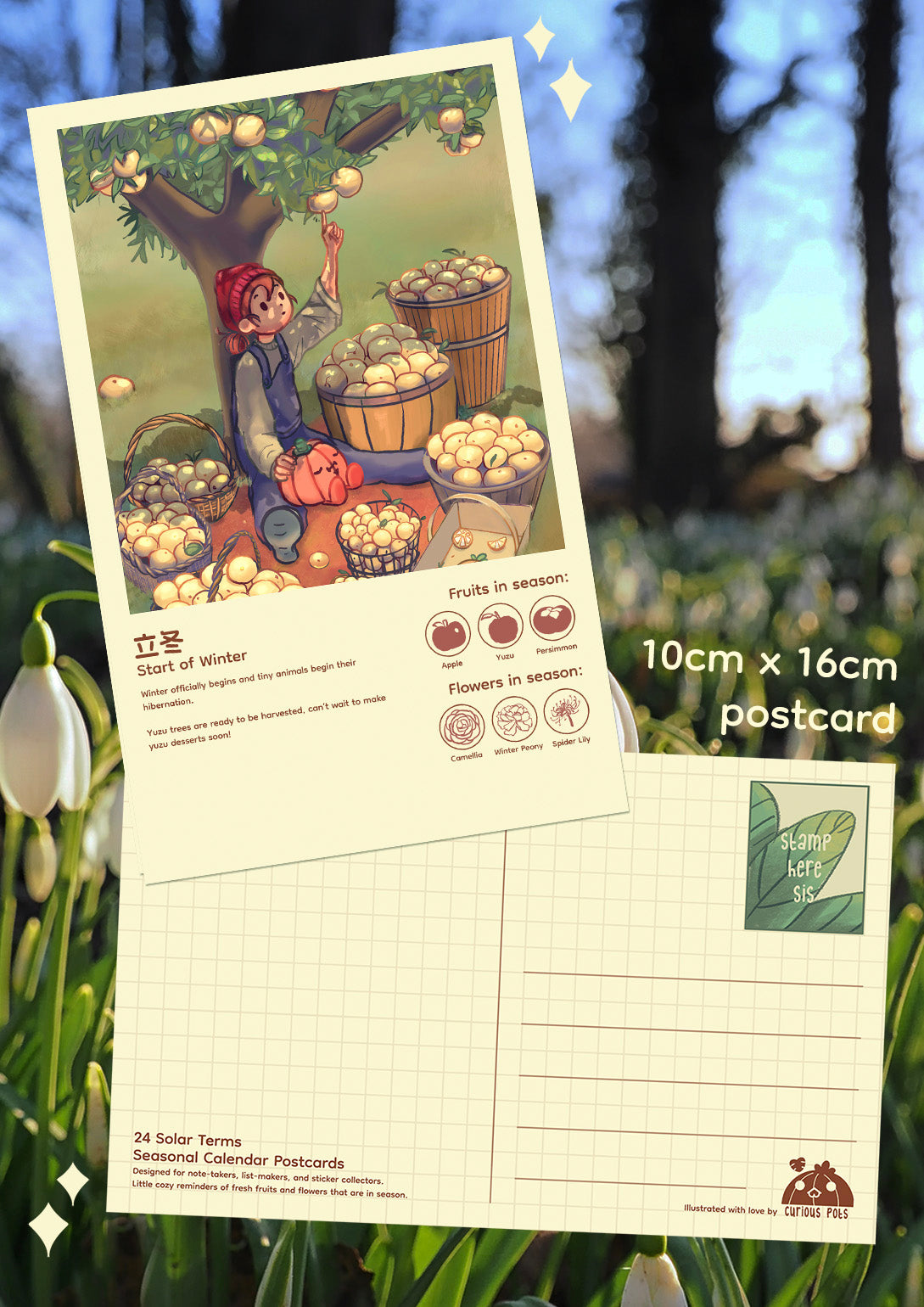 Layla Postcard - Harvesting Yuzu