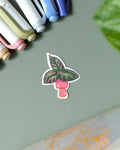 Vinyl Sticker - Calathea Ornata